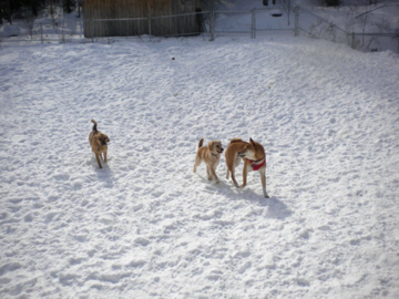 Zeke, Rawley & Axel